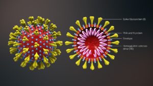 Molecular structure coronavirus